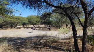 Boro Ostrich Farm (Ref#AG226)